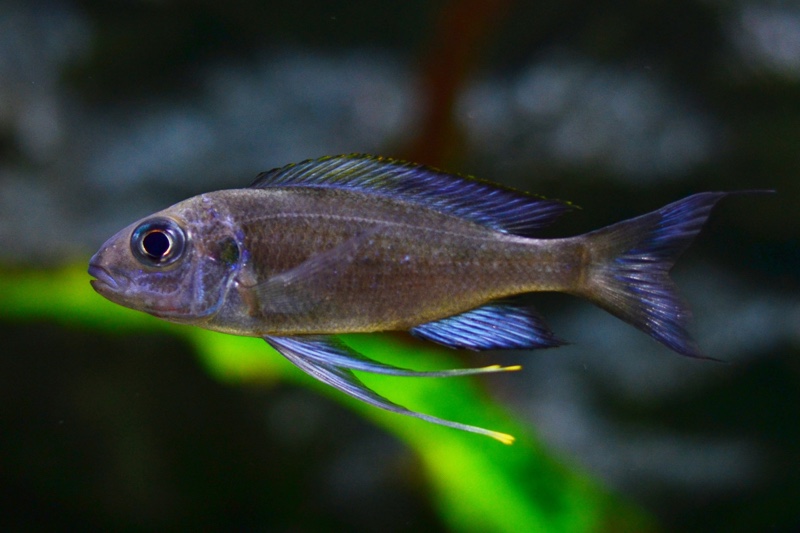 Ophthalmotilapia sp. 'paranasuta' Nyanza-Lac